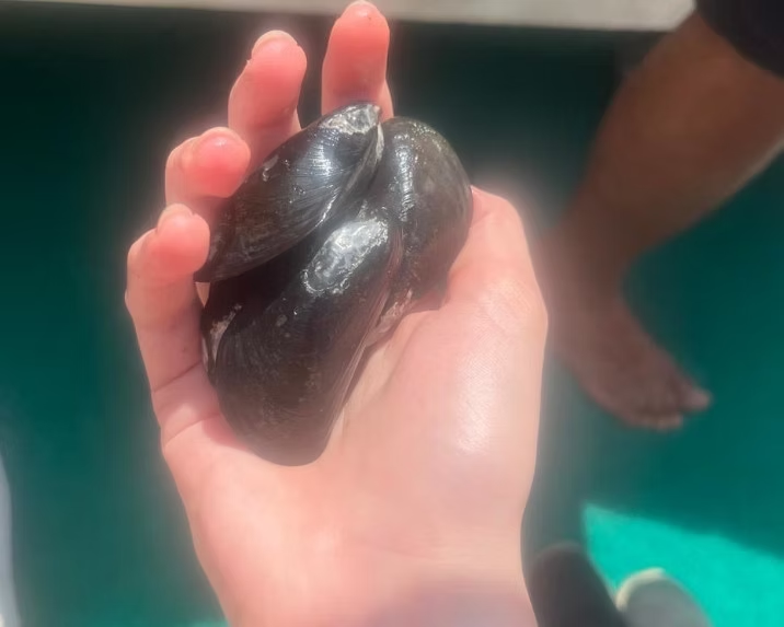 Mexilhão encontrado durante passeio pelo manguezal. Créditos: Maria Clara Pasqualeto